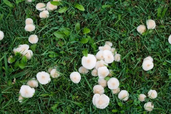 mushooms in florida lawn mushrooms in florida lawn, kissimmee lawn care, pearce lawn care