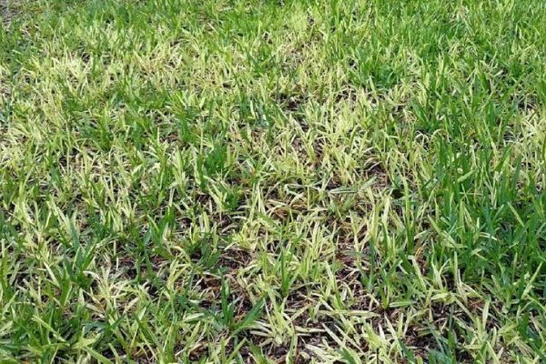 florida lawn disease, take all root rot