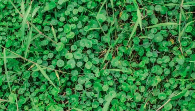 close of common florida lawn weed dollarweed